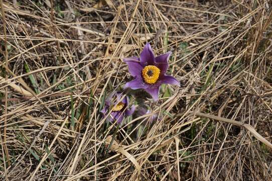 Image of Pulsatilla chinensis (Bunge) Regel