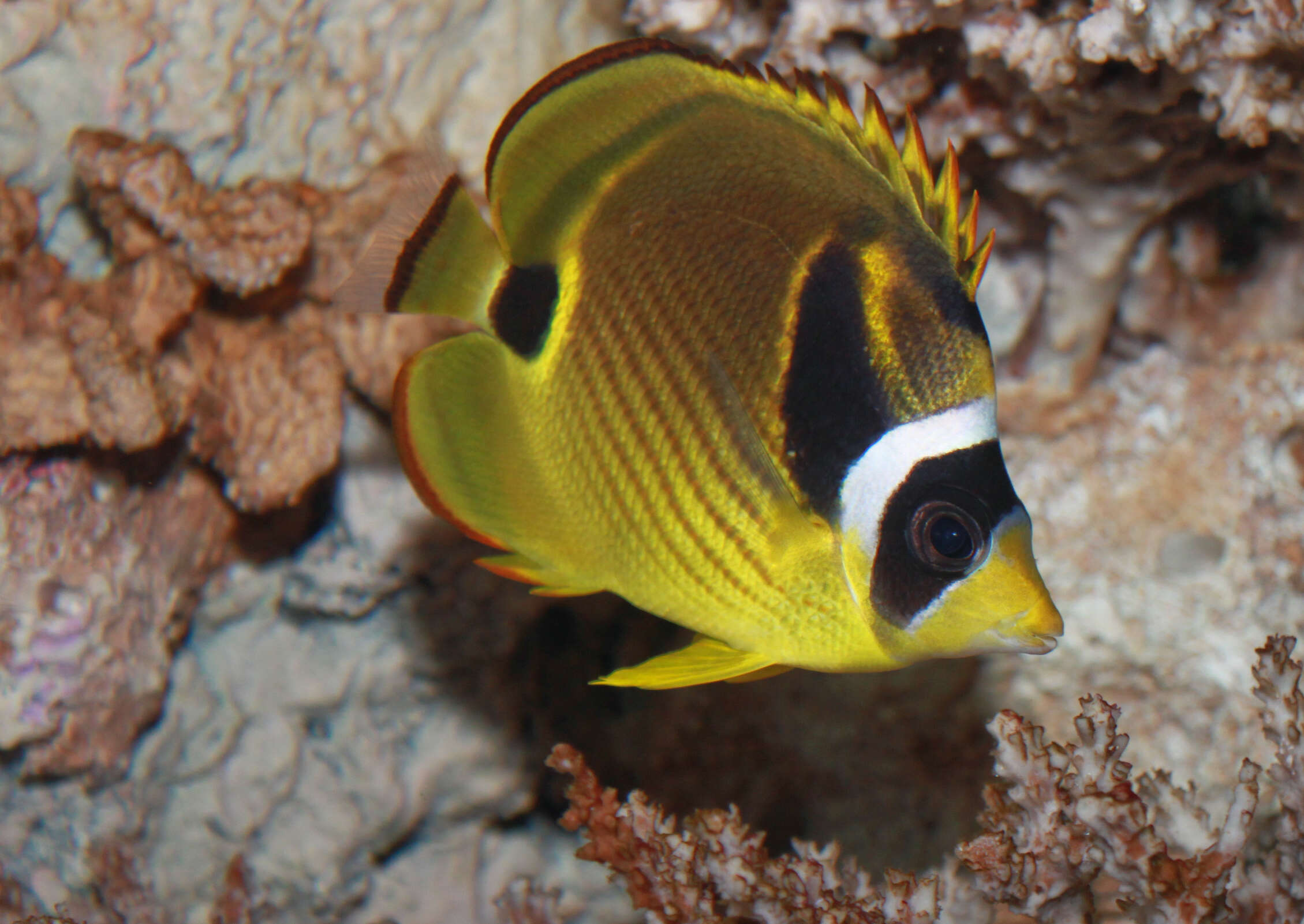 Image of Halfmoon Butterflyfish