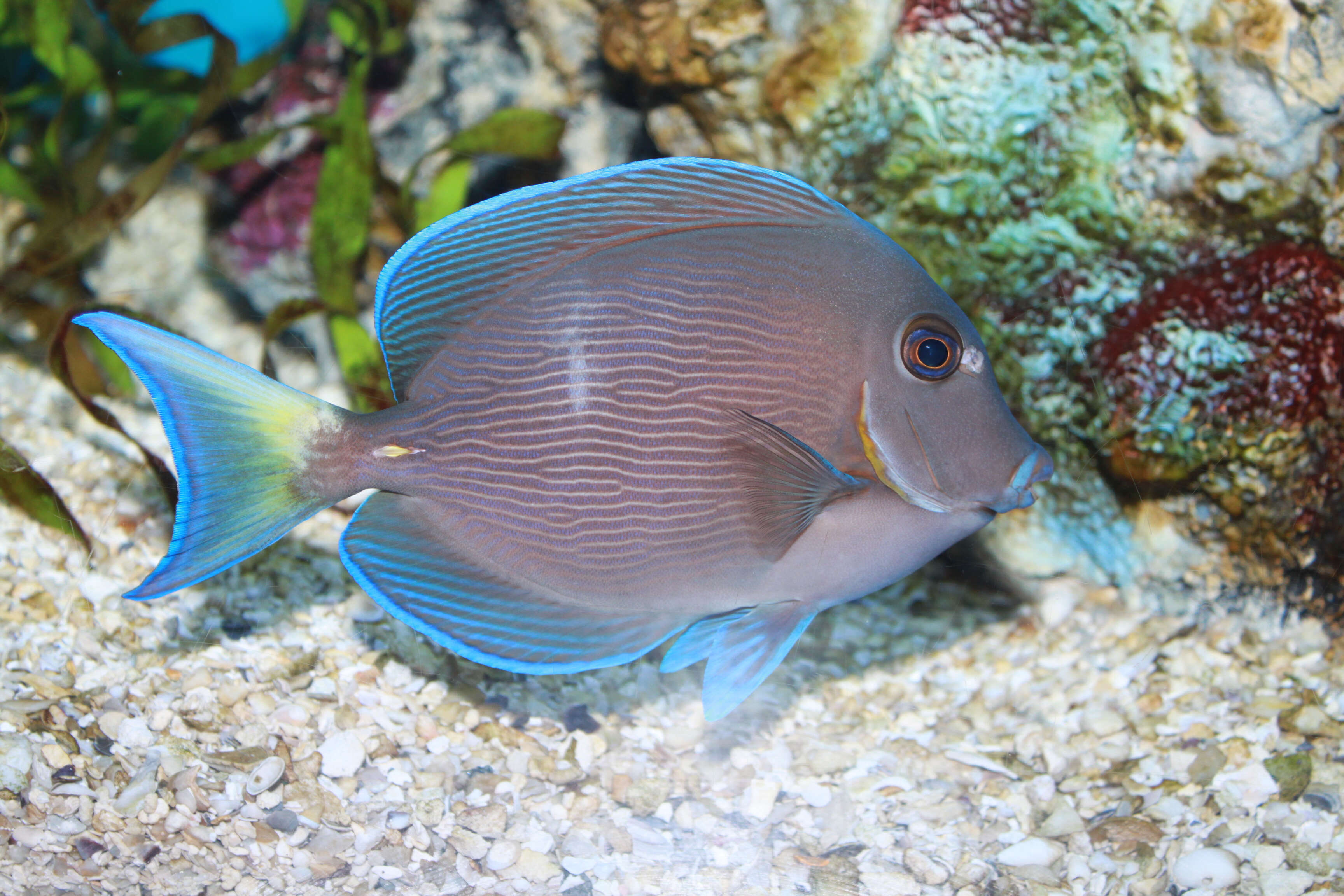 藍刺尾魚的图像