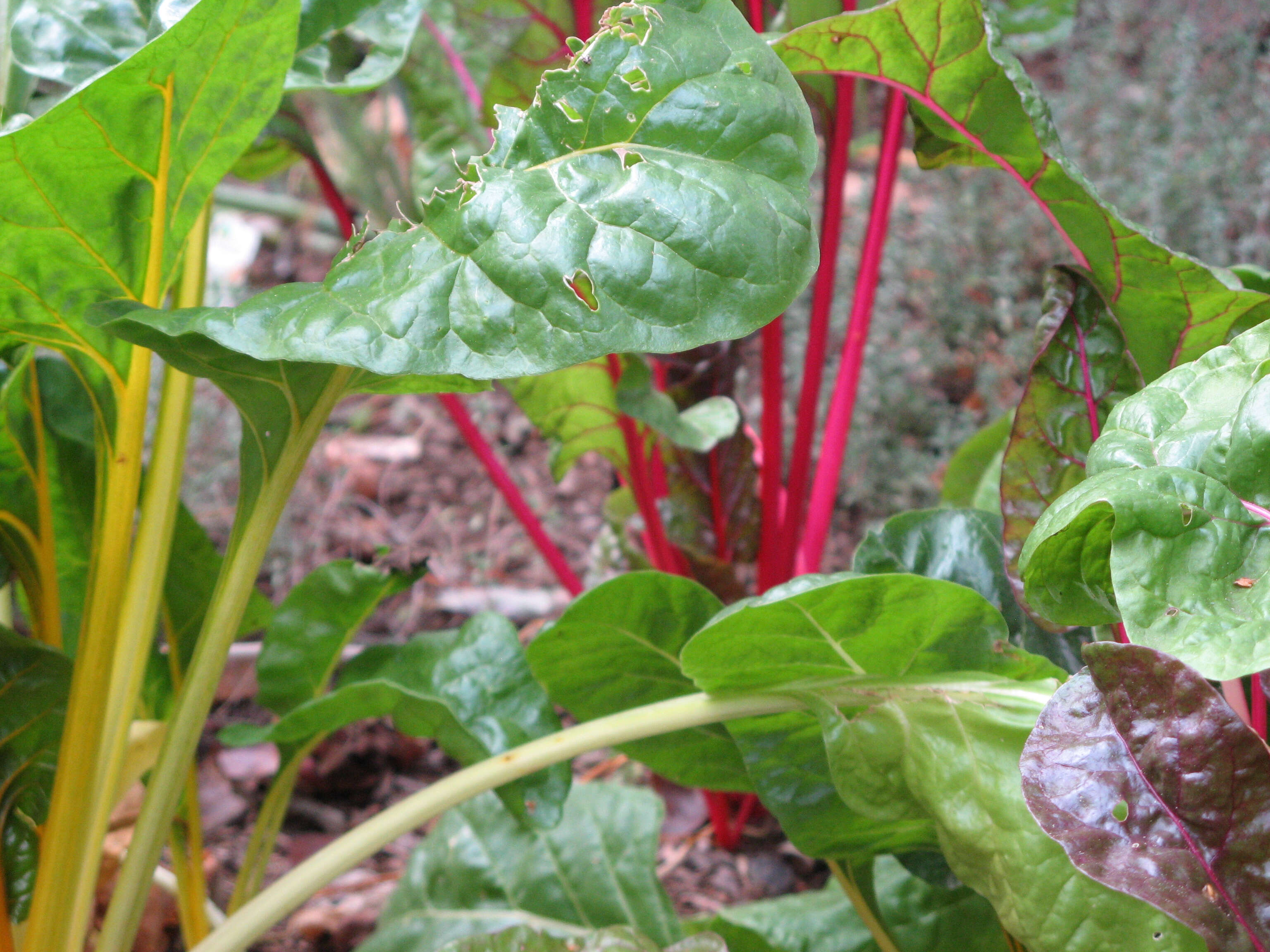 Image of Beta vulgaris subsp. vulgaris Cicla