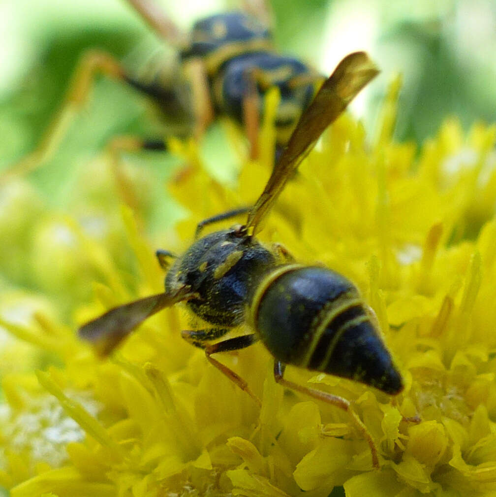 Image of Ancistrocerus campestris (de Saussure 1853)