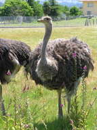 Image of ostriches