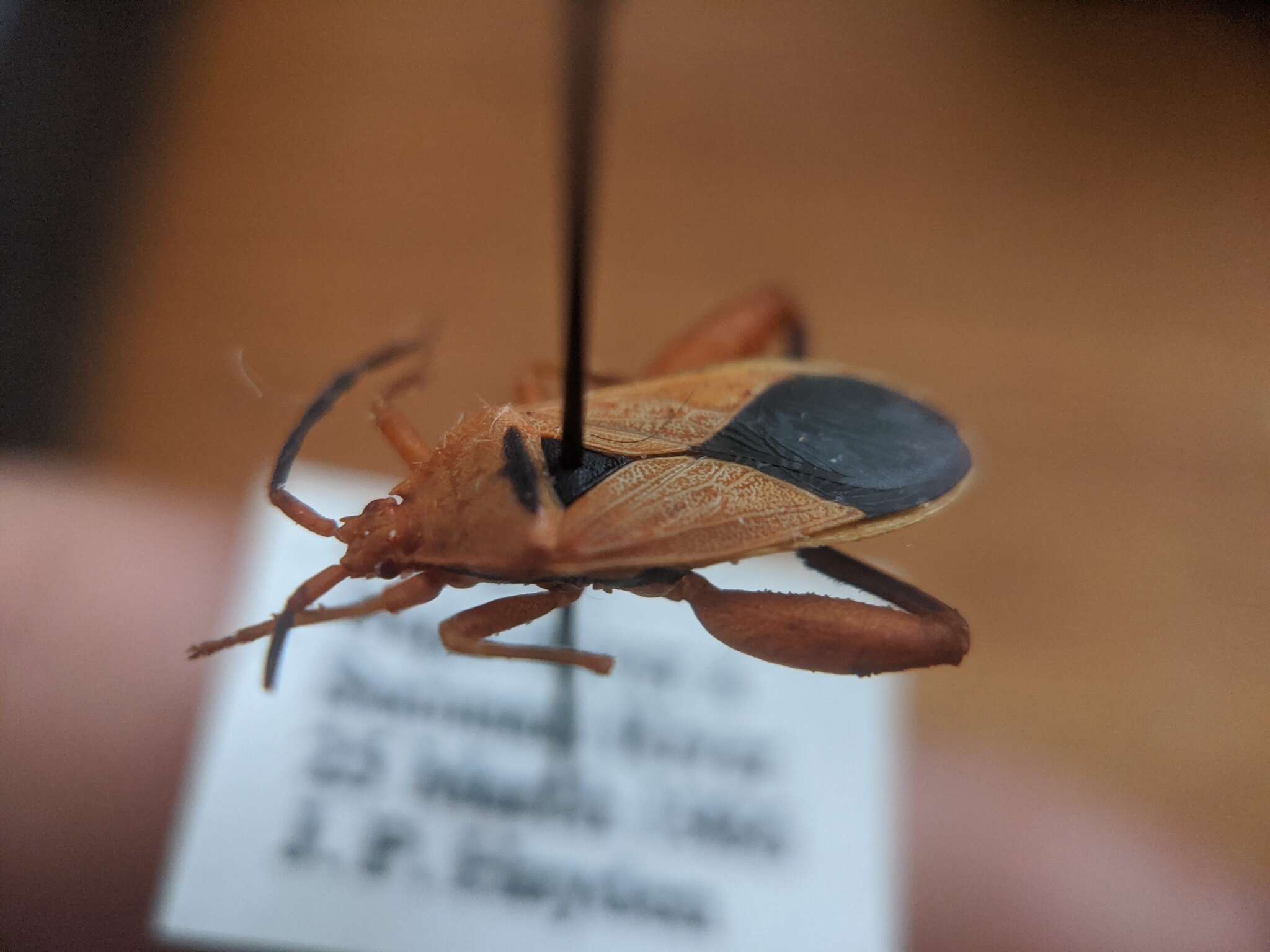 Image of Thlastocoris