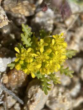 Sivun Lepidium flavum Torr. kuva