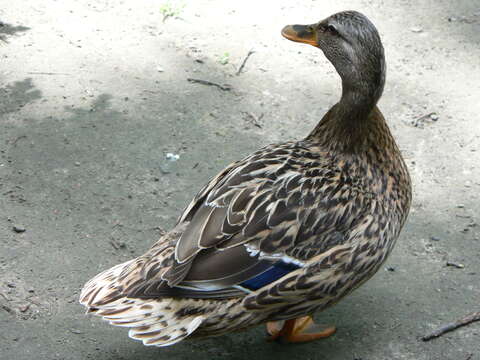 Image of Common Mallard