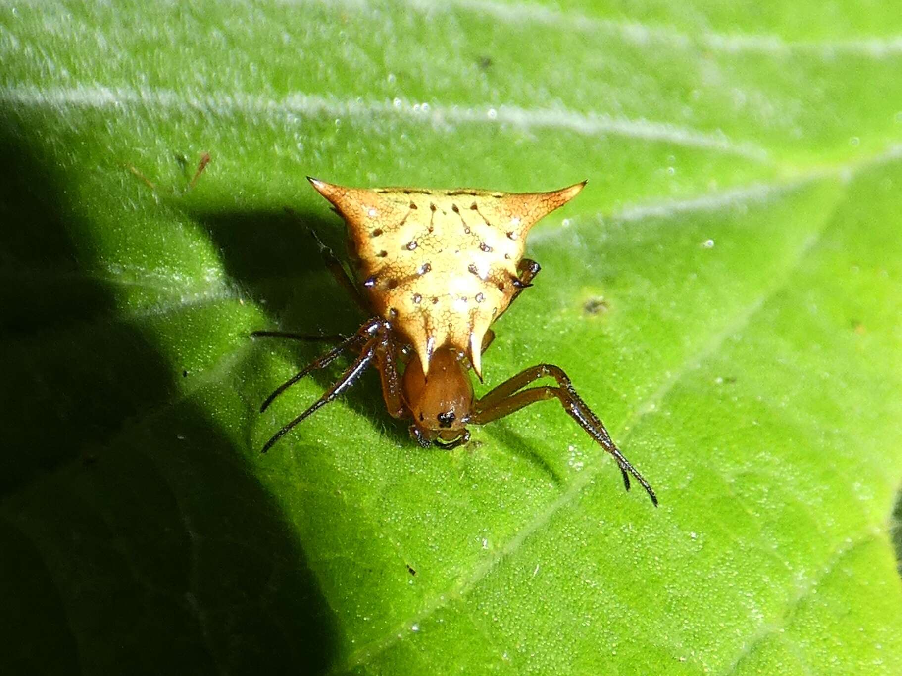 Imagem de Micrathena flaveola (Perty 1839)