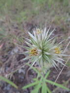 Image of Macledium kirkii (Harv.) S. Ortiz