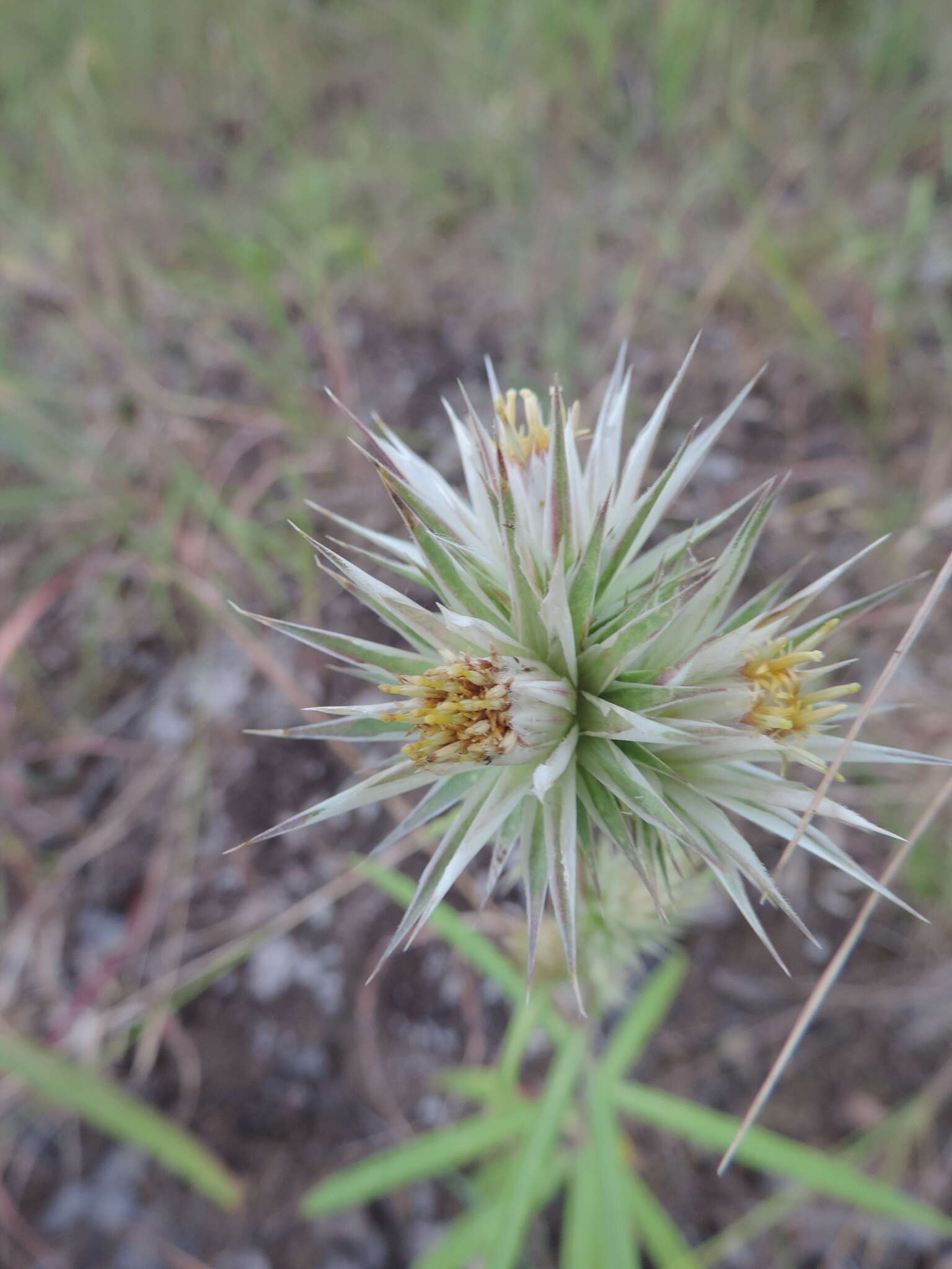 Image of Macledium kirkii (Harv.) S. Ortiz