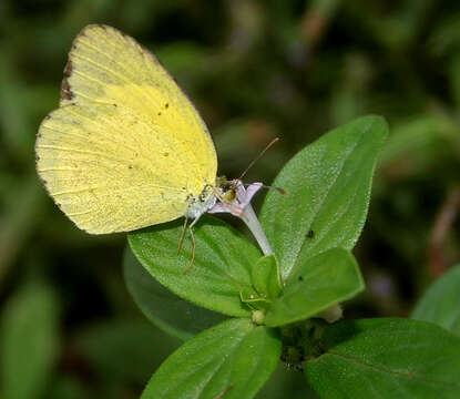 Image of Broad-bordered Grass Yellow