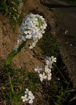 Слика од Hesperis sibirica L.