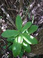 Pittosporum ralphii T. Kirk resmi