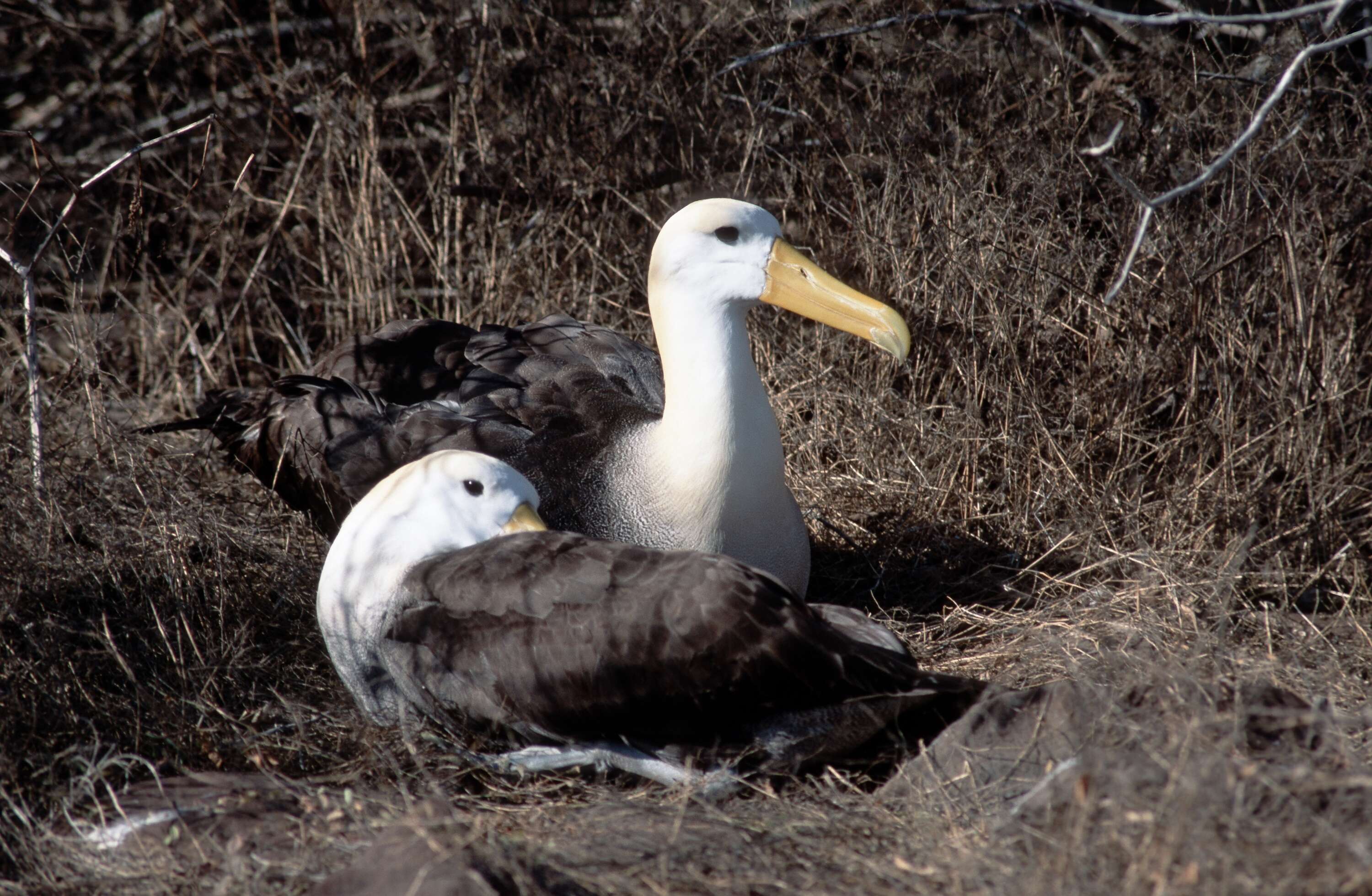 Image of Waved Albatross