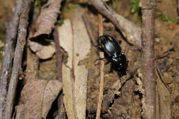 Image of Pterostichus (Cheporus) transversalis (Duftschmid 1812)