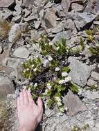 Image of Veronica decumbens Armstr.