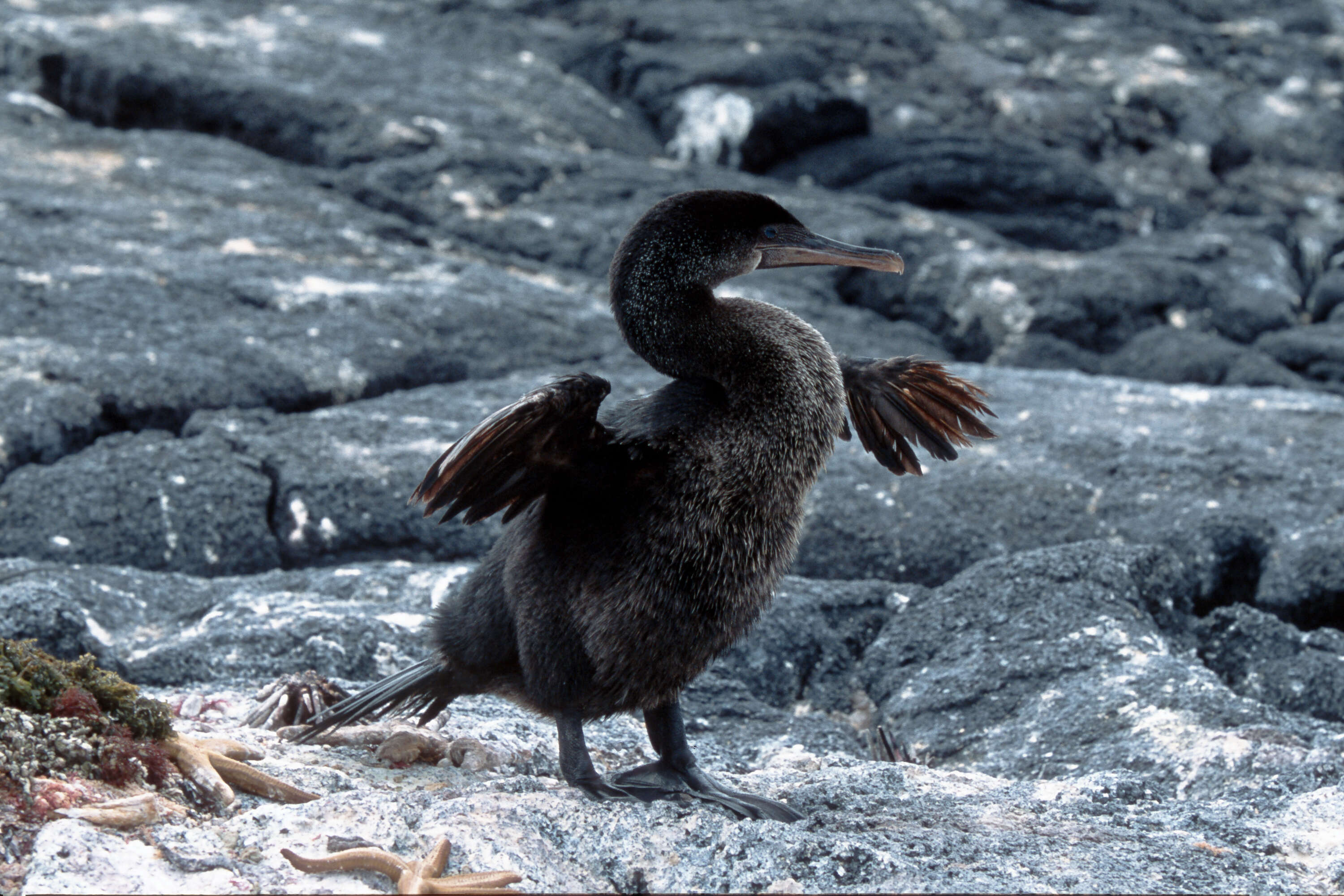 Image of Flightless Cormorant