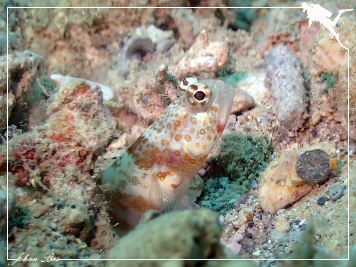 Image of Broad-banded shrimpgoby