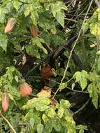 Image of Juan Fernandez Firecrown