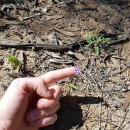 Caladenia amplexans A. S. George的圖片