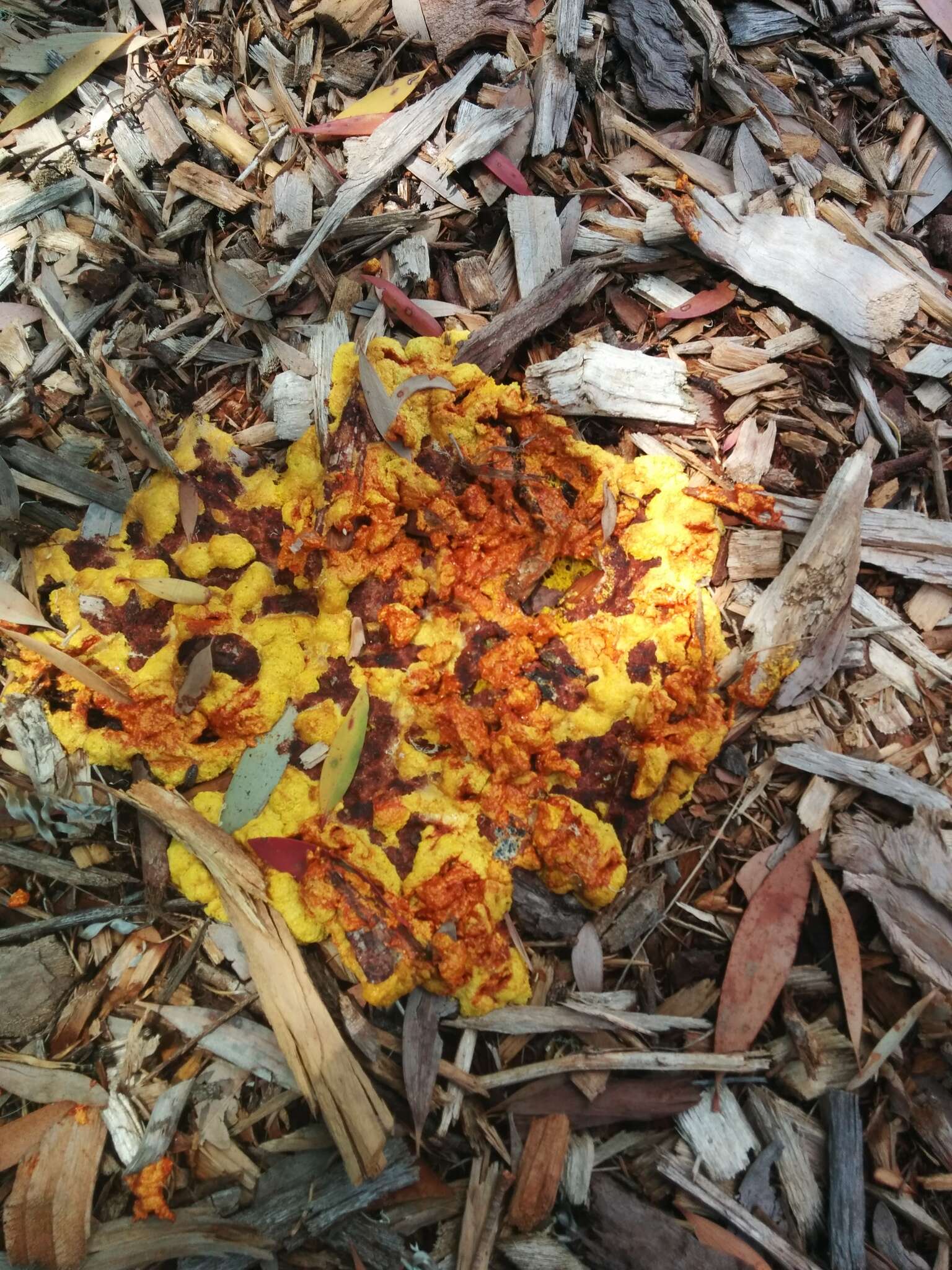 Image of Dog vomit slime mold