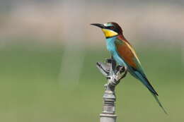 Image of bee-eater, european bee-eater