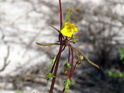 Imagem de Hemimeris sabulosa L. fil.