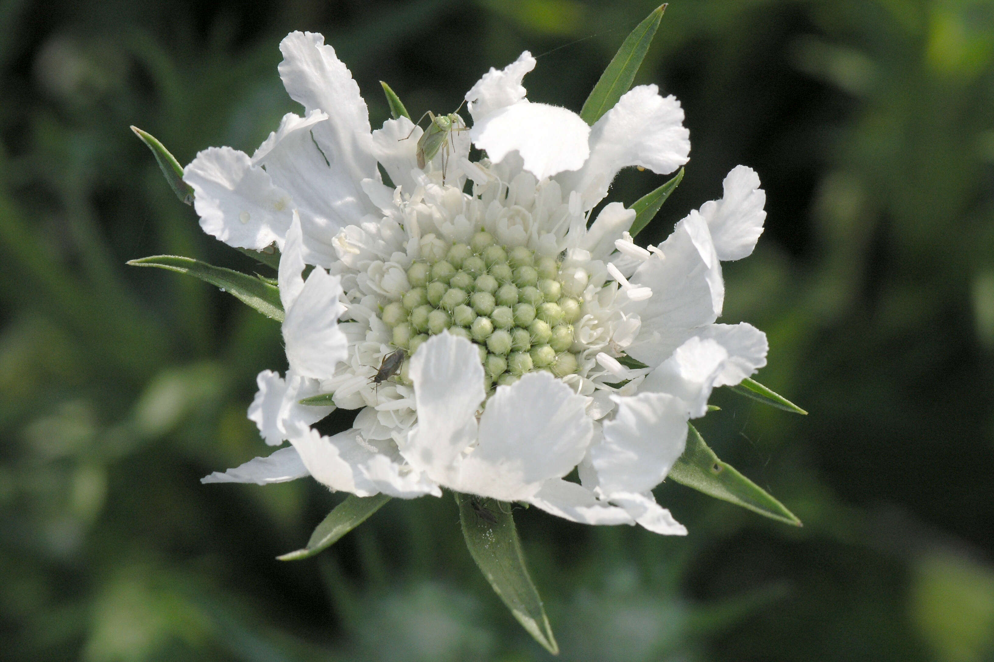 Image of Caucasian pincushion flower