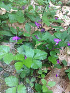 Image de Polygaloides paucifolia (Willd.) J. R. Abbott