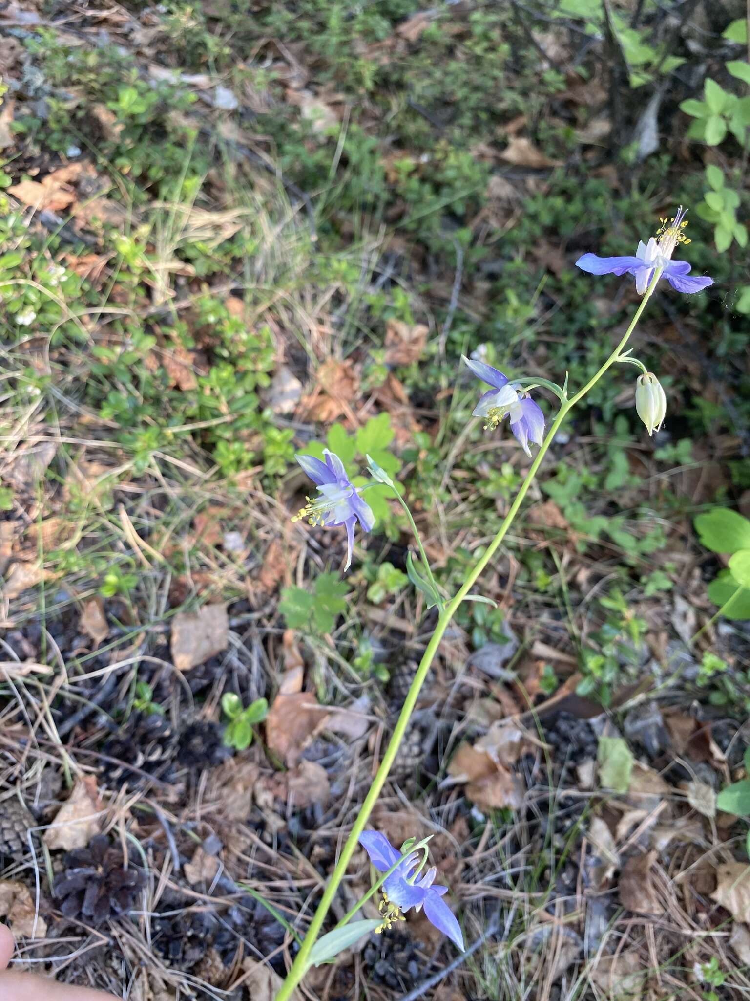 Image of Aquilegia parviflora Ledeb.