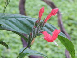 Image of Ruellia elegans Poir.