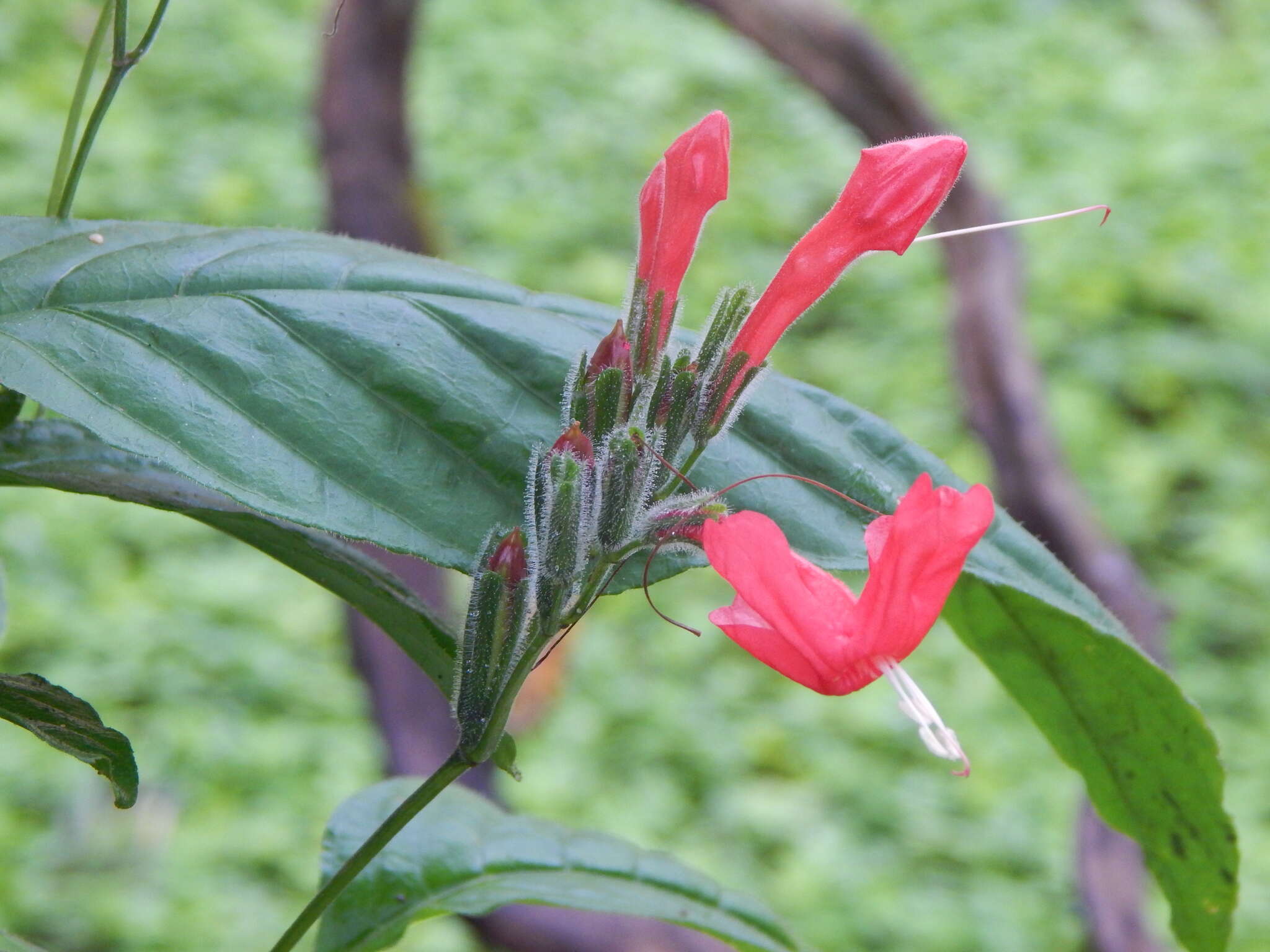 Plancia ëd Ruellia elegans Poir.