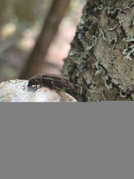 Image of Eastern Ironclad Beetle