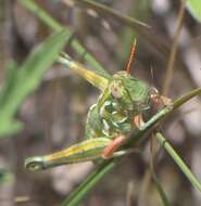 Слика од Campylacantha olivacea (Scudder & S. H. 1875)