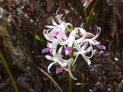 Image of Blotched Hyacinth-orchid