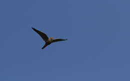 Image of Grey Kestrel