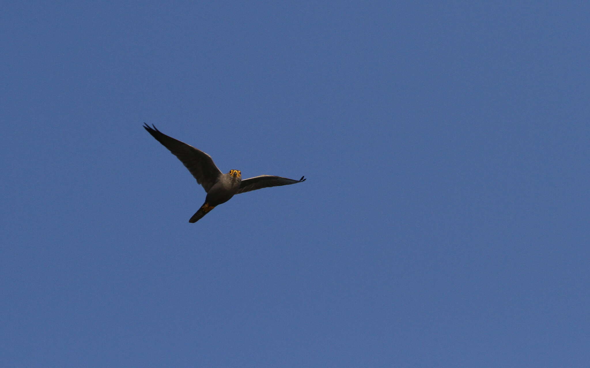 Image of Grey Kestrel