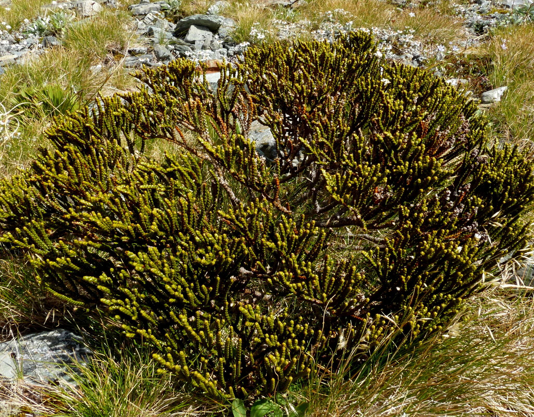 Image of Veronica hectorii subsp. hectorii