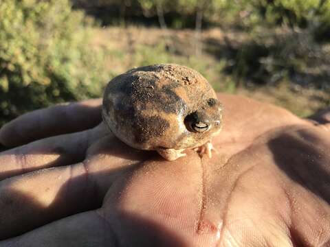 Image of Namaqua Rain Frog