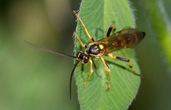 Sivun Ichneumon annulatorius Fabricius 1775 kuva