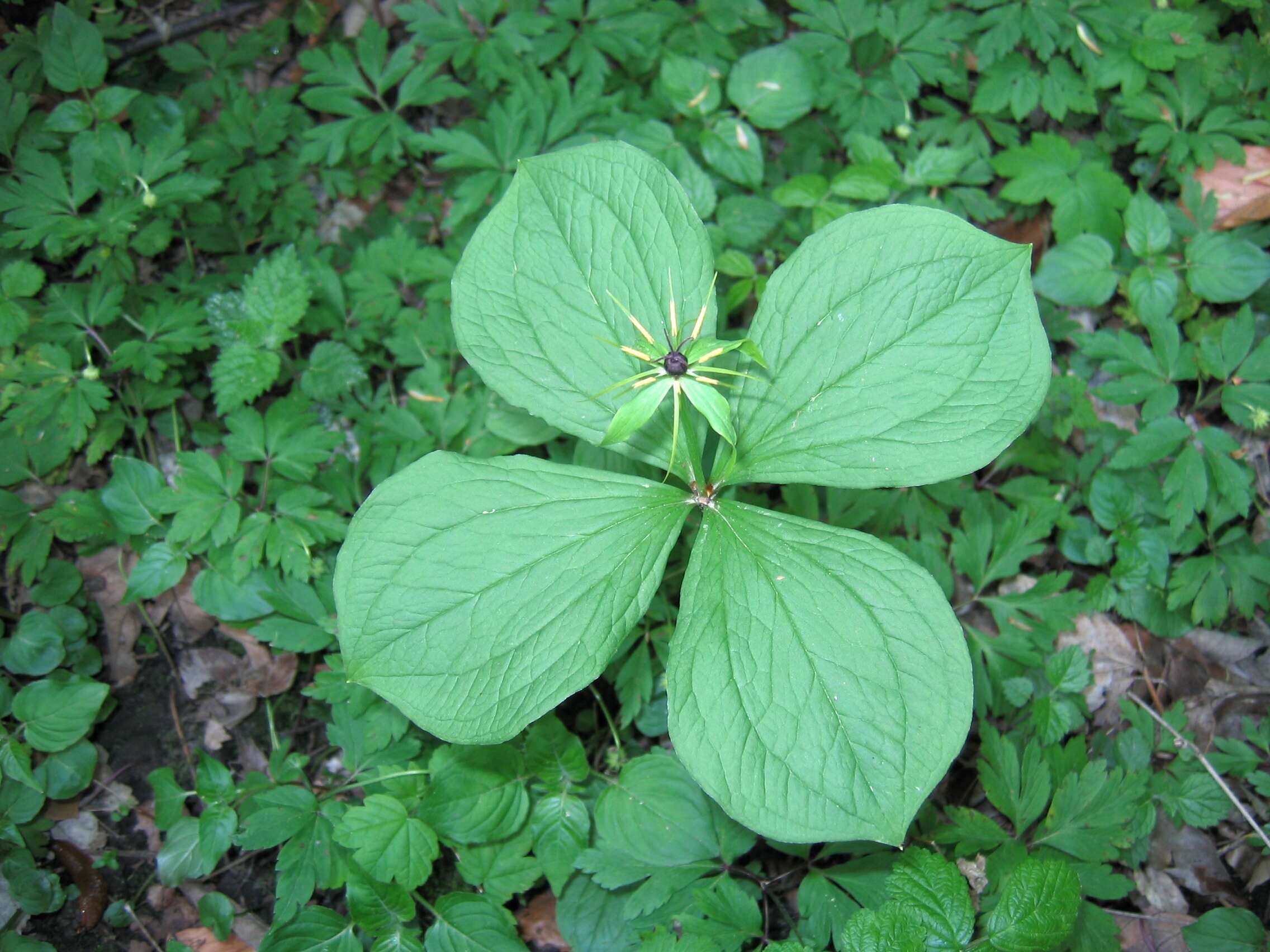 Image of herb Paris