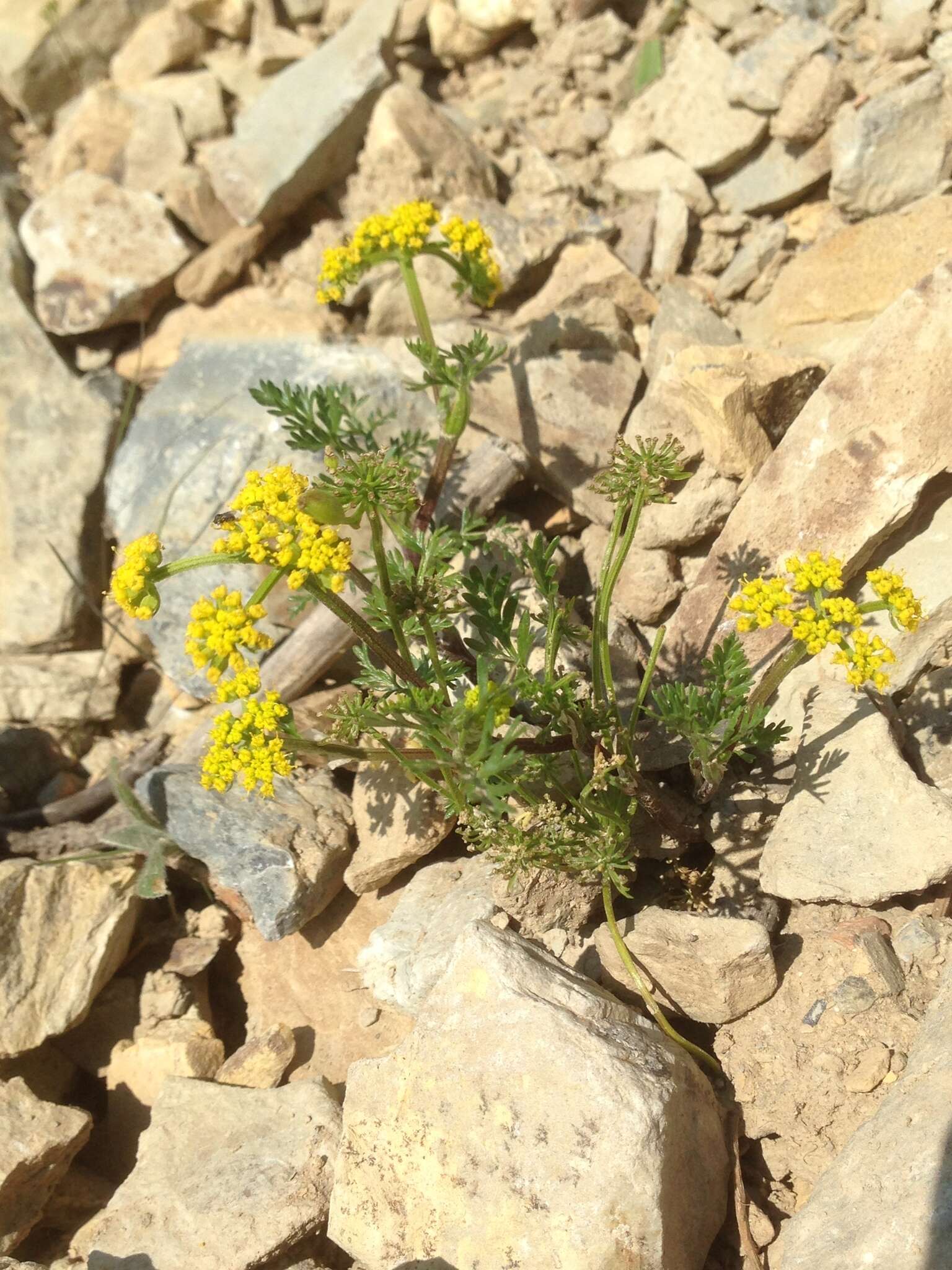 Imagem de Lomatium sandbergii (Coult. & Rose) Coult. & Rose