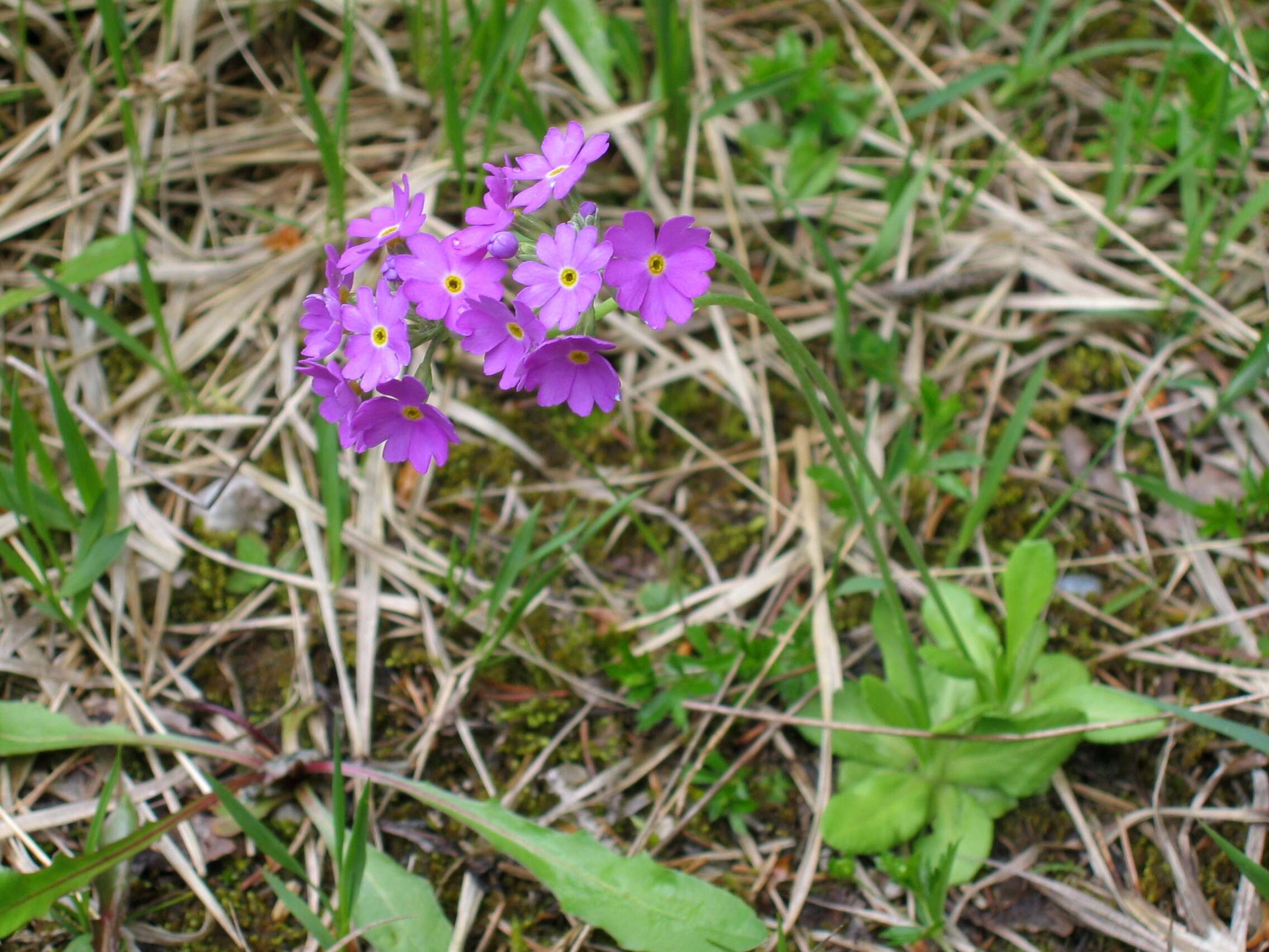 Plancia ëd Primula farinosa L.