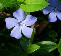 Image of Common Periwinkle