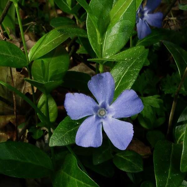 Image of Common Periwinkle