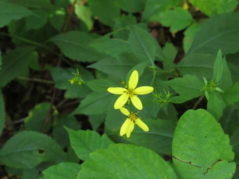 Image of broadleaf tickseed