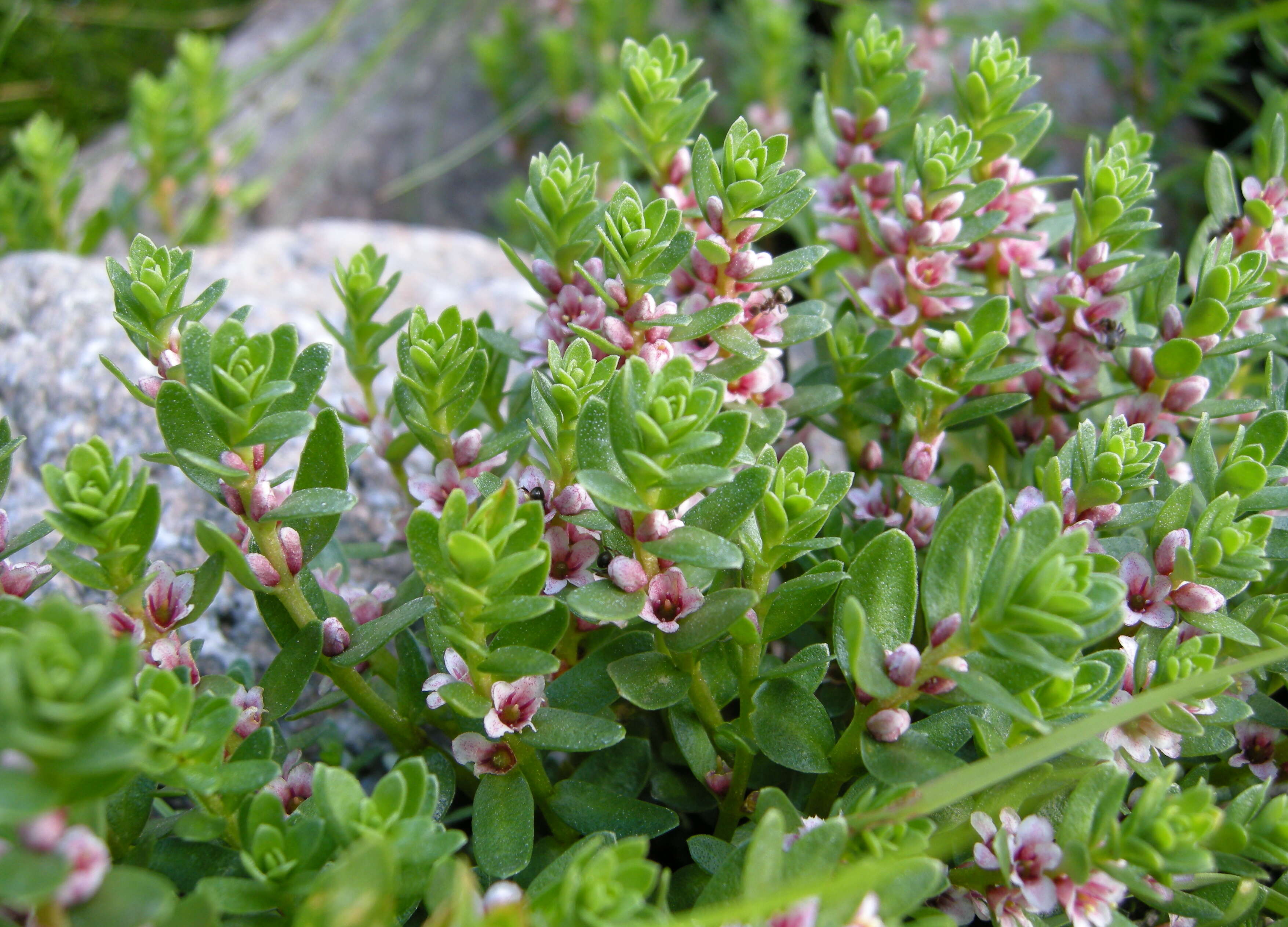 Image of black saltwort