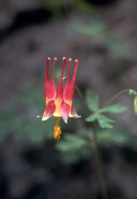 Image of red columbine