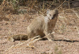 Image of Yellow Mongoose