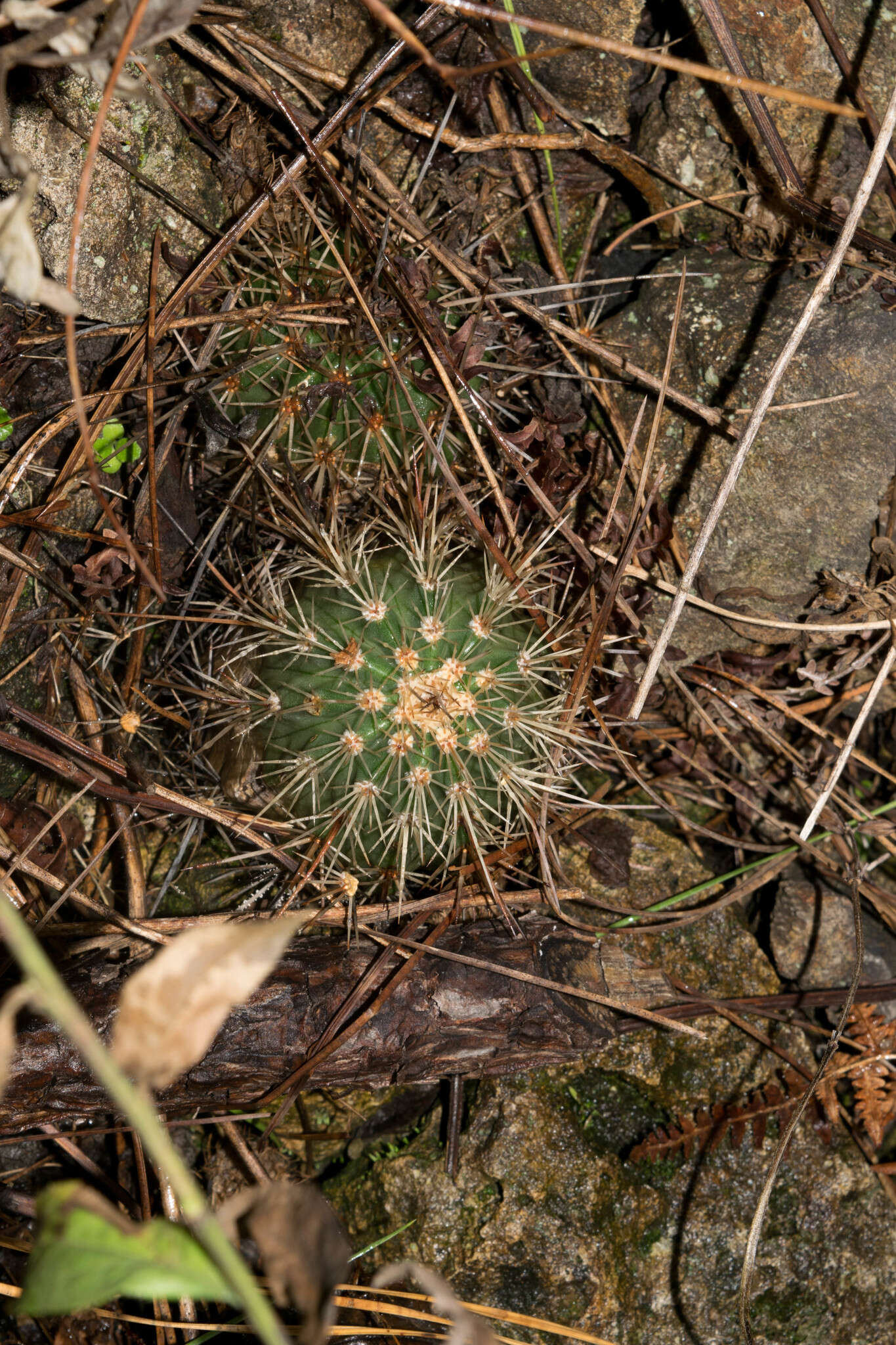 Image de Echinocereus acifer (Otto ex Salm-Dyck) Lem.