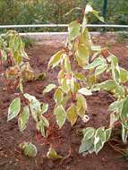 Image of Red-Barked Dogwood