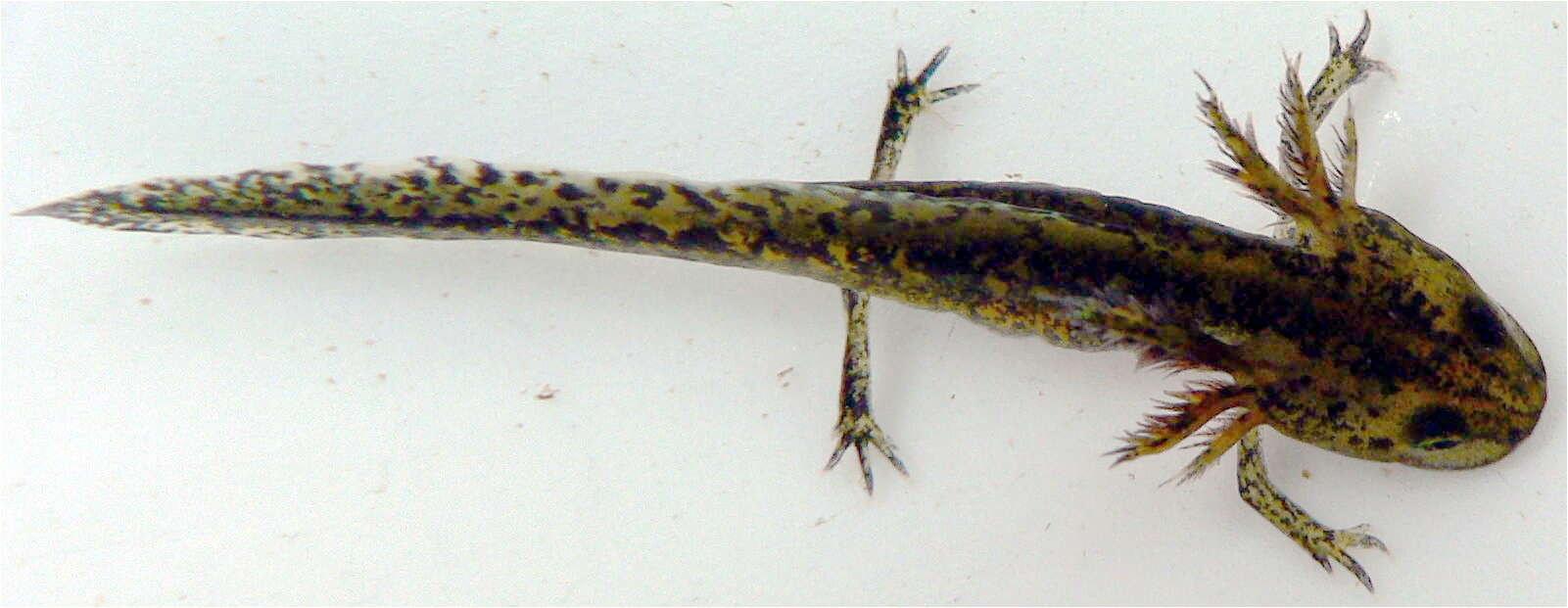 Image of Alpine Newt